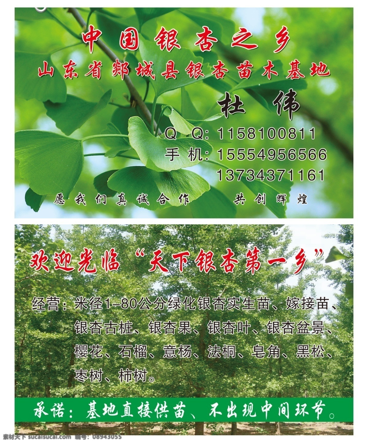 银杏名片 银杏 银杏树 树木 果木 白果 欢迎光临 银杏之乡 苗木 基地 汽车 洗车 名片卡片 广告设计模板 源文件