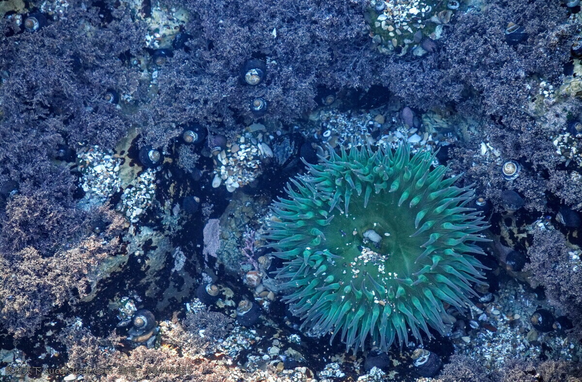 海底 海葵 高清 水生 食肉动物 刺胞动物