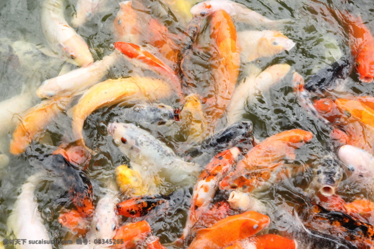 红鲤鱼 鲤鱼 金鱼 鱼群 鱼 鱼抢食 观赏鱼 摄影作品 生物世界 鱼类