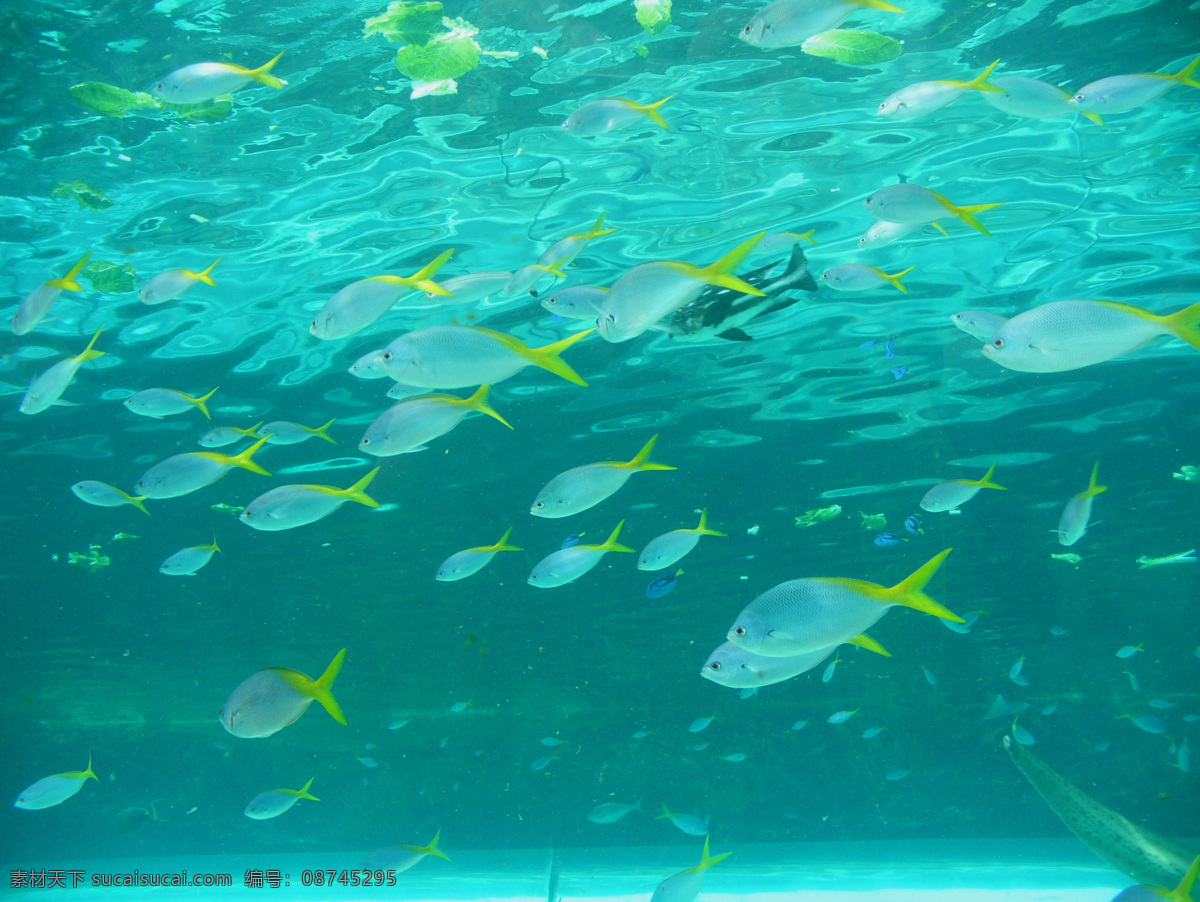 鱼群 海底 海底世界 海洋生物 摄影图库 生物世界 水族 鱼类 彩色珊瑚鱼群