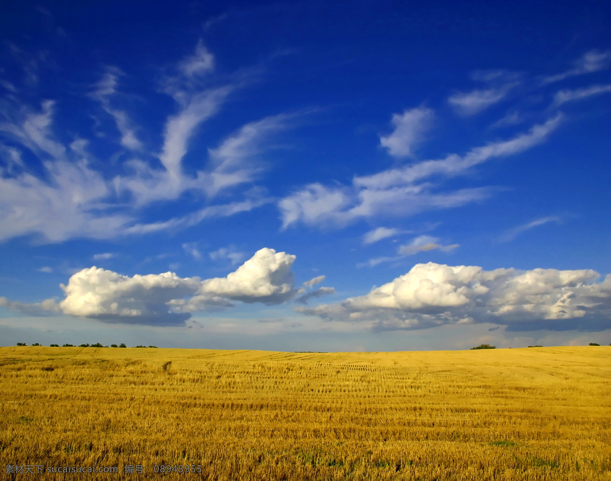 丰收麦田 风光摄影图片 田园风光 麦田景色 麦田 麦地 蓝天白云 蓝天 云朵 麦田风光 美丽风光 美丽风景 风光图片 麦子 自然景观