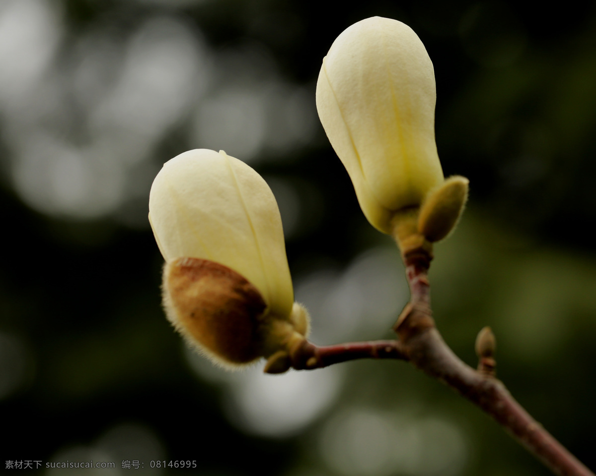 玉兰花 春天 春色 春 花 满园春色 生物世界 花草