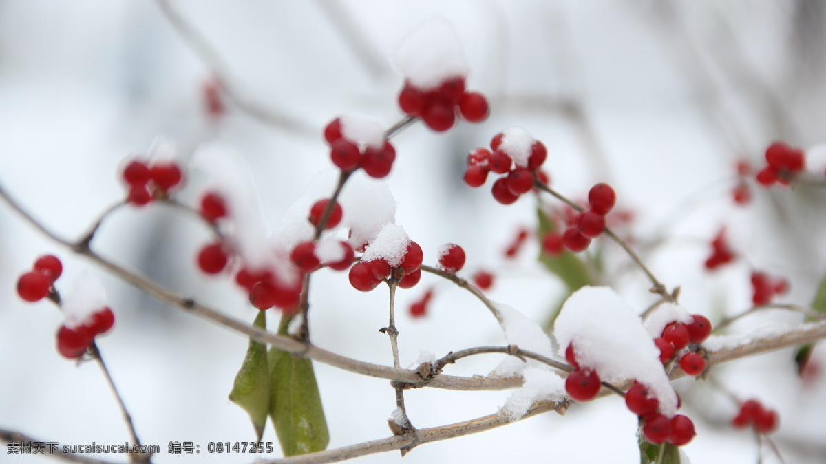 红豆杉 大雪纷飞 山东大雪 红豆 济宁大雪 生物世界 树木树叶