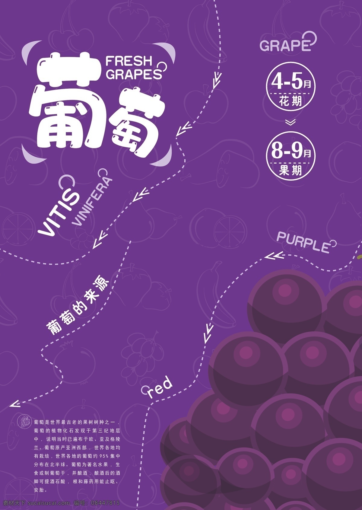 葡萄海报 展架 葡萄 美食 紫色
