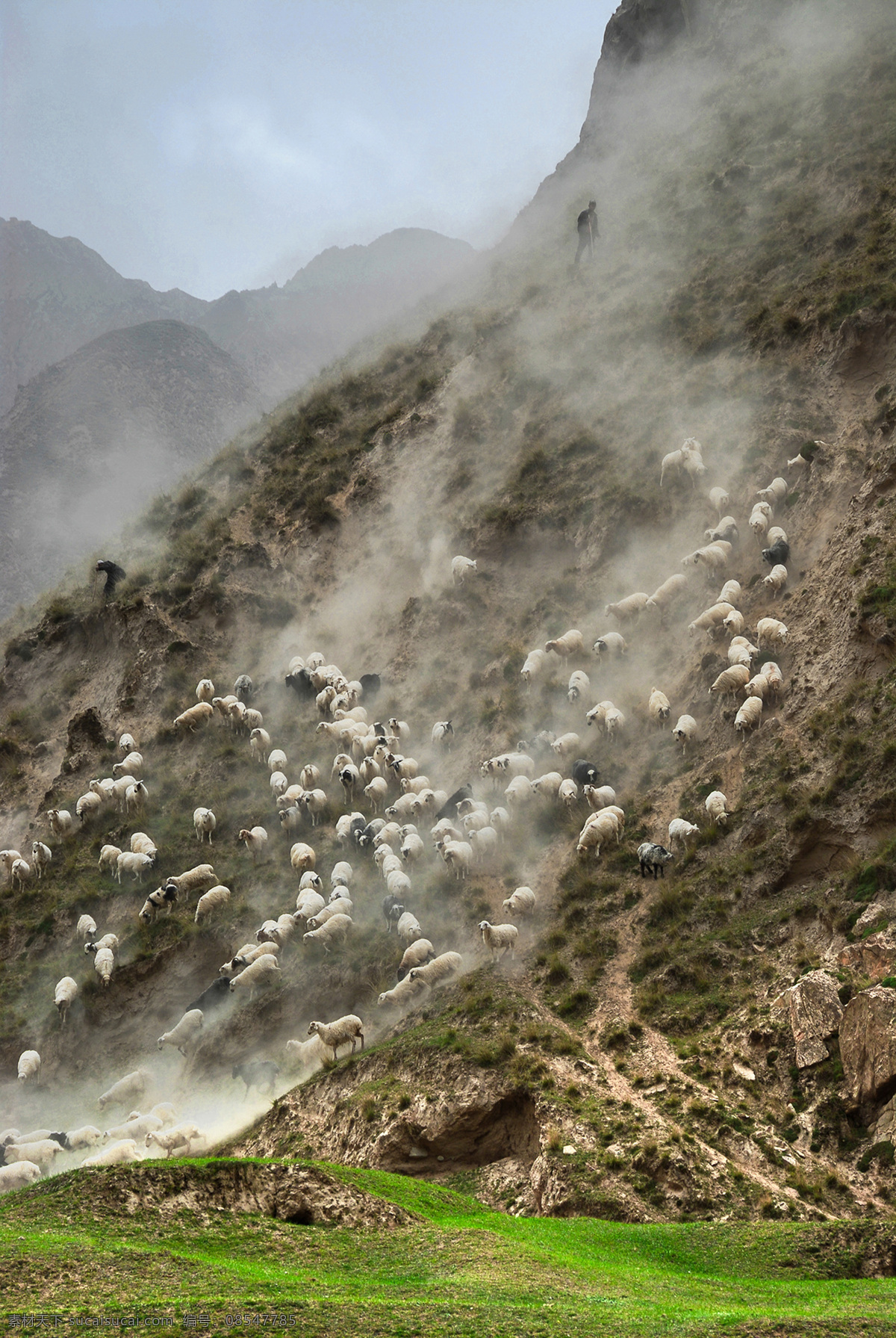 新疆风景图片 风景 高山区 羊 自然景观