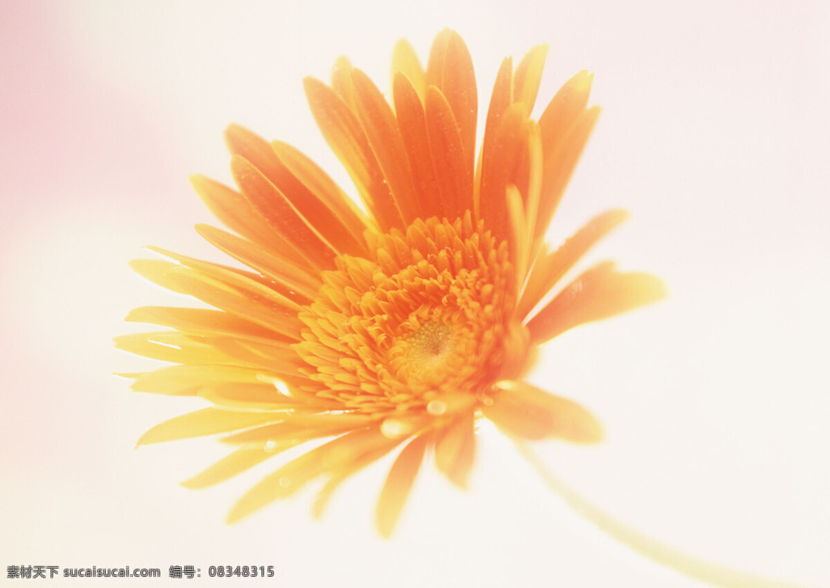 花卉 特写 橙色 花朵 菊花 菊花蕾图片 鲜花