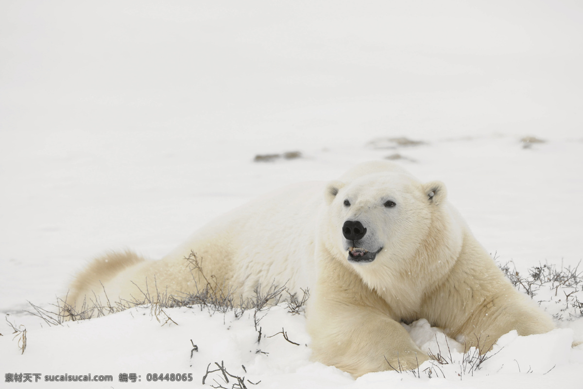 雪地 里 扭头 北极熊 熊 动物 野生动物 动物世界 陆地动物 动物摄影 生物世界