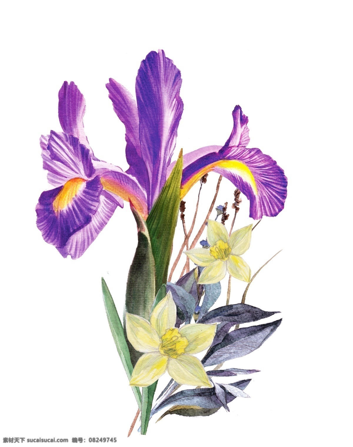 水彩 野花 花 叶子 手绘 水彩画素材