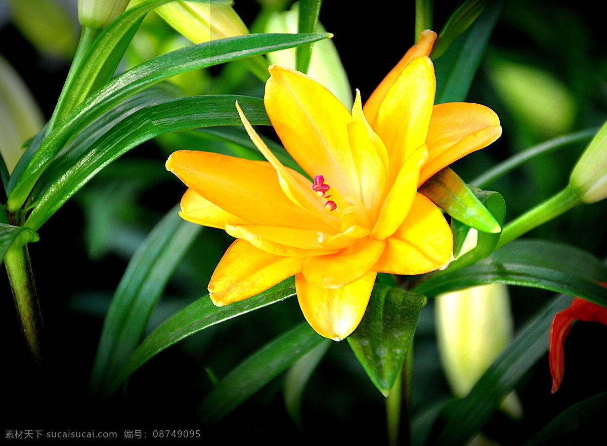 绚丽百合花