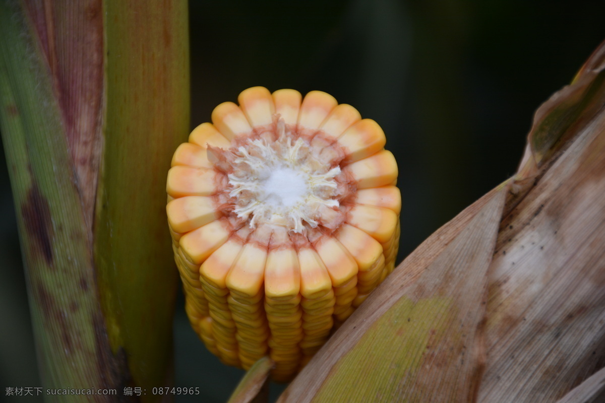 玉米种子 玉米 种子 籽粒 轴细 杂交种