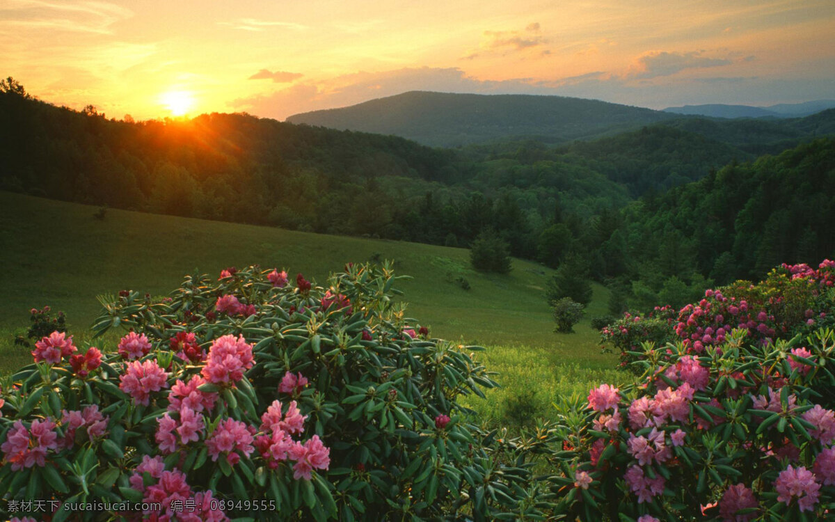 夕阳西下 太阳 花草 山 云 自然景观 自然风景 摄影图库