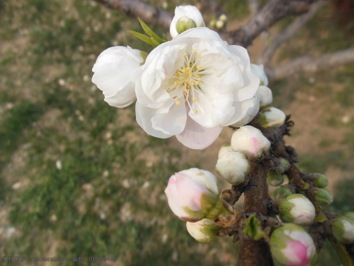 梅花 白色花 春天 高清图 花瓣 花草 嫩叶 树枝 生物世界