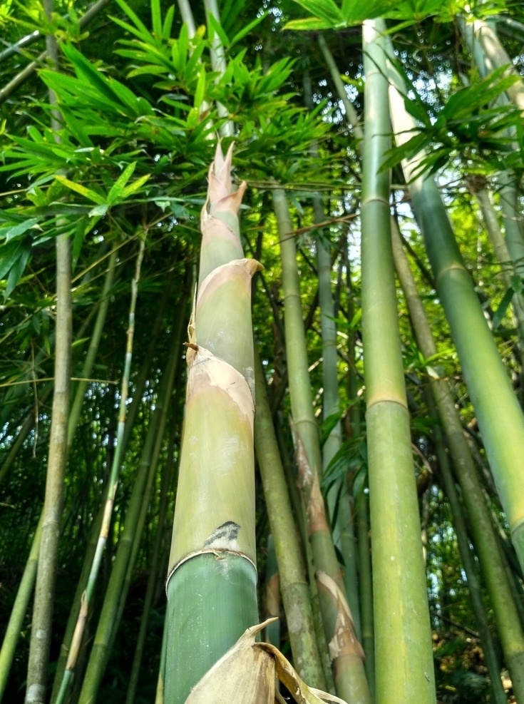 竹笋素材图片下载-素材编号08950665-素材天下图库
