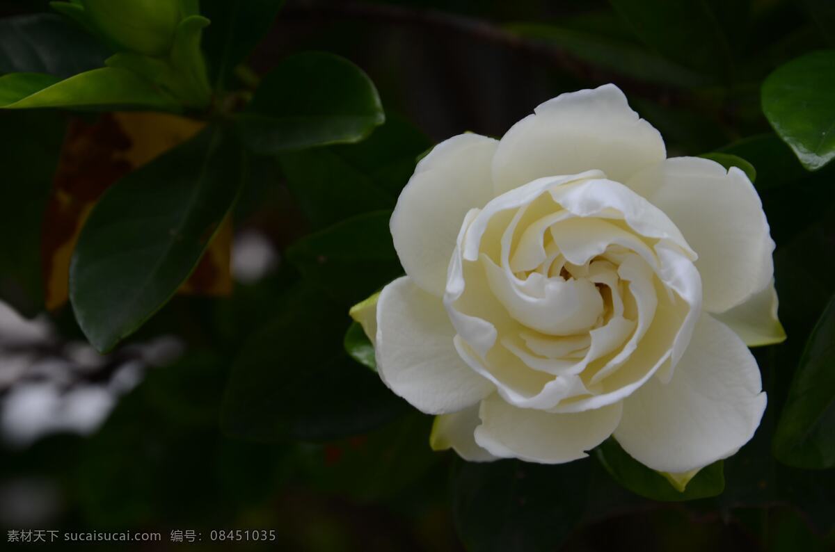 高清 白色 栀子花 鲜花 白花 唯美 花卉