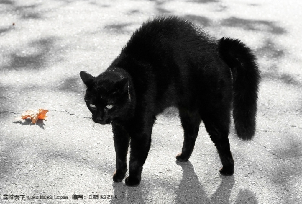 唯美 可爱 动物 宠物 猫 小猫 猫咪 宠物猫 黑猫 生物世界 家禽家畜