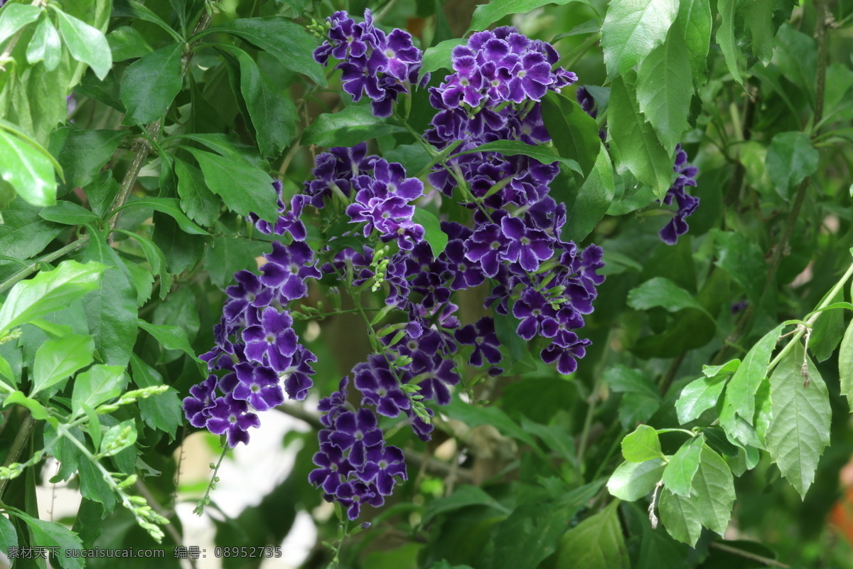 假连翘 番仔刺 篱笆树 洋刺 花墙刺 观赏花卉 花草 花儿 花朵 花骨朵 花卉 植物 园林绿化 绿化景观 花卉大观园 生物世界