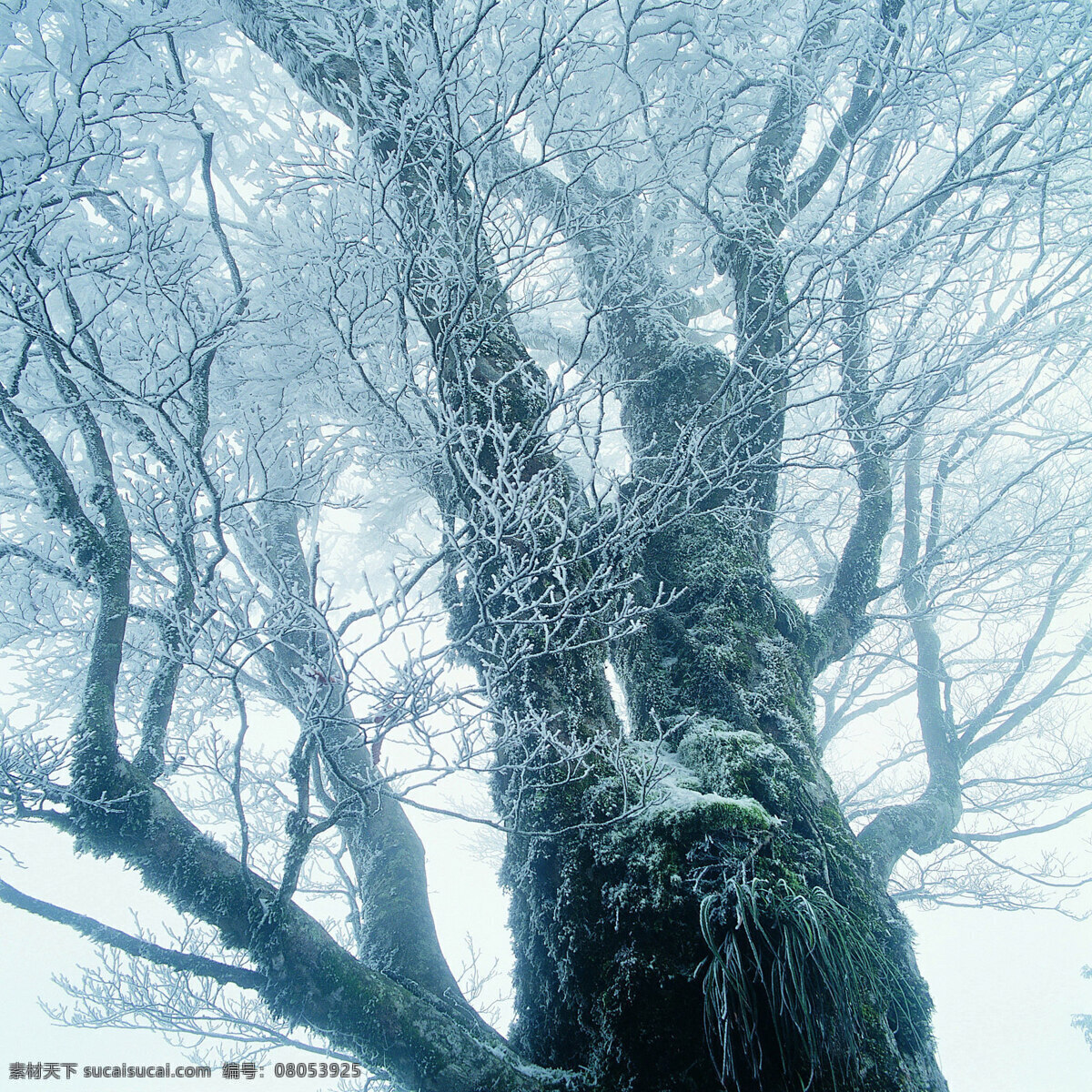 冬天 雪景 背景 冬天雪景 风光 风景 季节 摄影图库 自然 自然风景 自然景观 生活 旅游餐饮