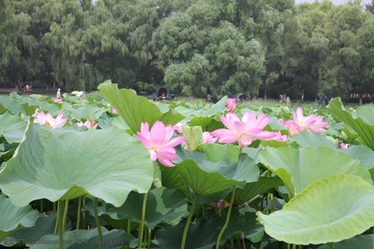 荷花 荷叶 荷花摄影 摄影图片 风景 生活 旅游餐饮