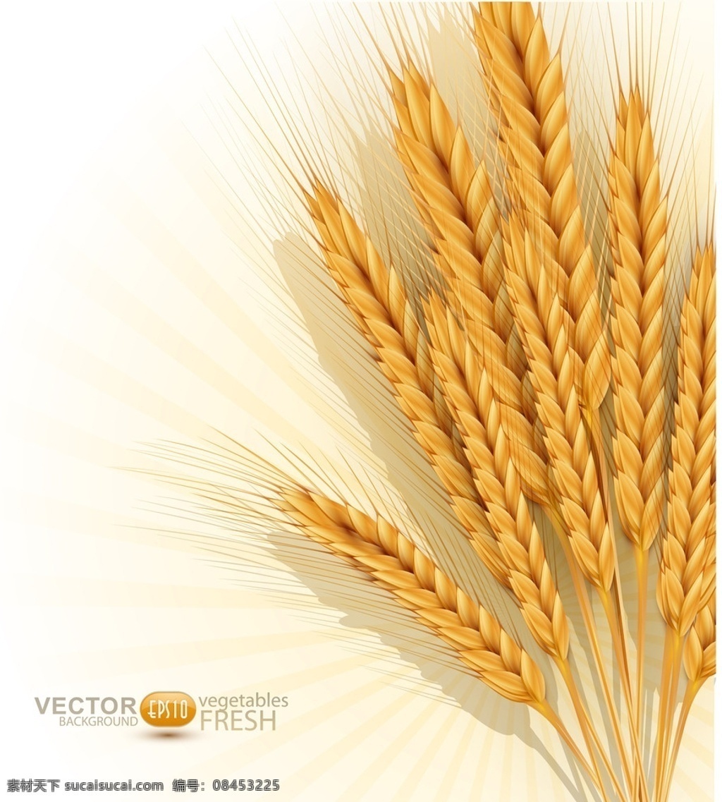 小麦 麦子 麦收 庄稼 成熟的麦子 麦穗 丰收 换季