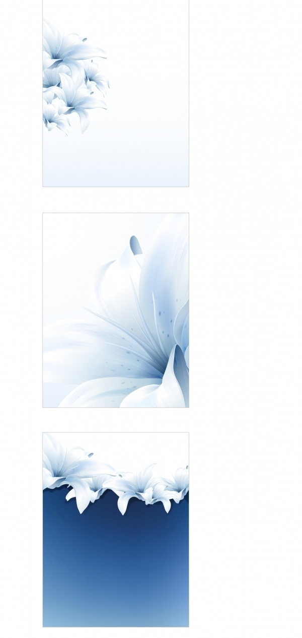 百合 花卉 矢量