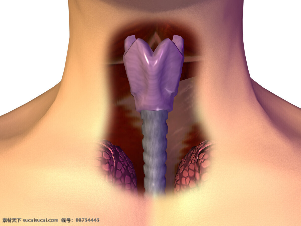 呼吸气管 喉咙 喉结 呼吸系统 气管 支气管 3d器官 人体研究 医学器官 人体解剖 医学器官图鉴 医疗护理 现代科技
