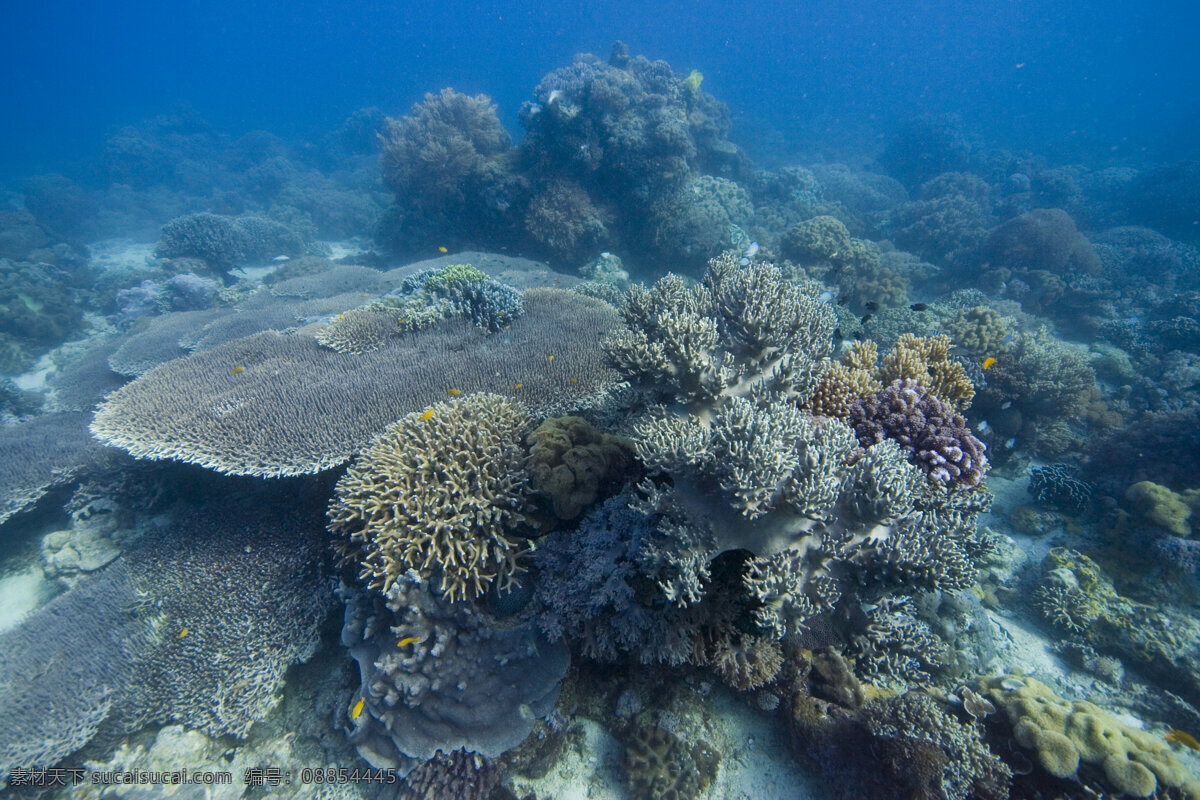 大片的珊瑚群 海底摄影 海底世界 海底 海洋 大海 海中生物 自然界 珊瑚 珊瑚礁 海洋海边 自然景观 黑色