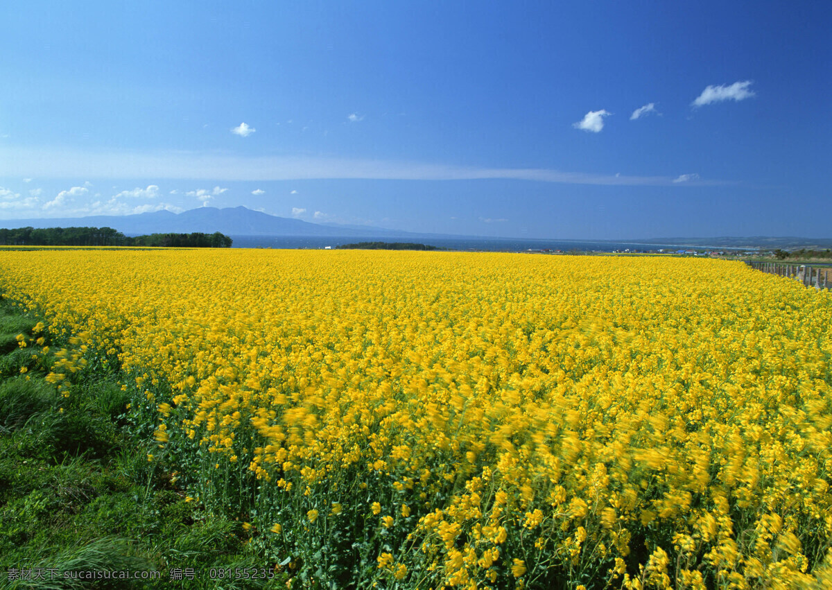 油菜花 菜地 田野 一片油菜花 风景 生活 旅游餐饮