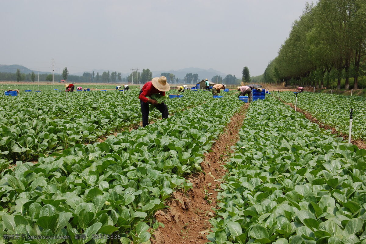 丰收 忙 国内旅游 旅游摄影 农业 田地 油菜 丰收忙 农地 国内旅游摄影 矢量图 日常生活