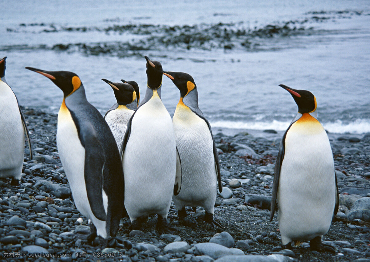 沙滩上的企鹅 动物世界 企鹅 南极 南极动物 水中生物 生物世界 黑色