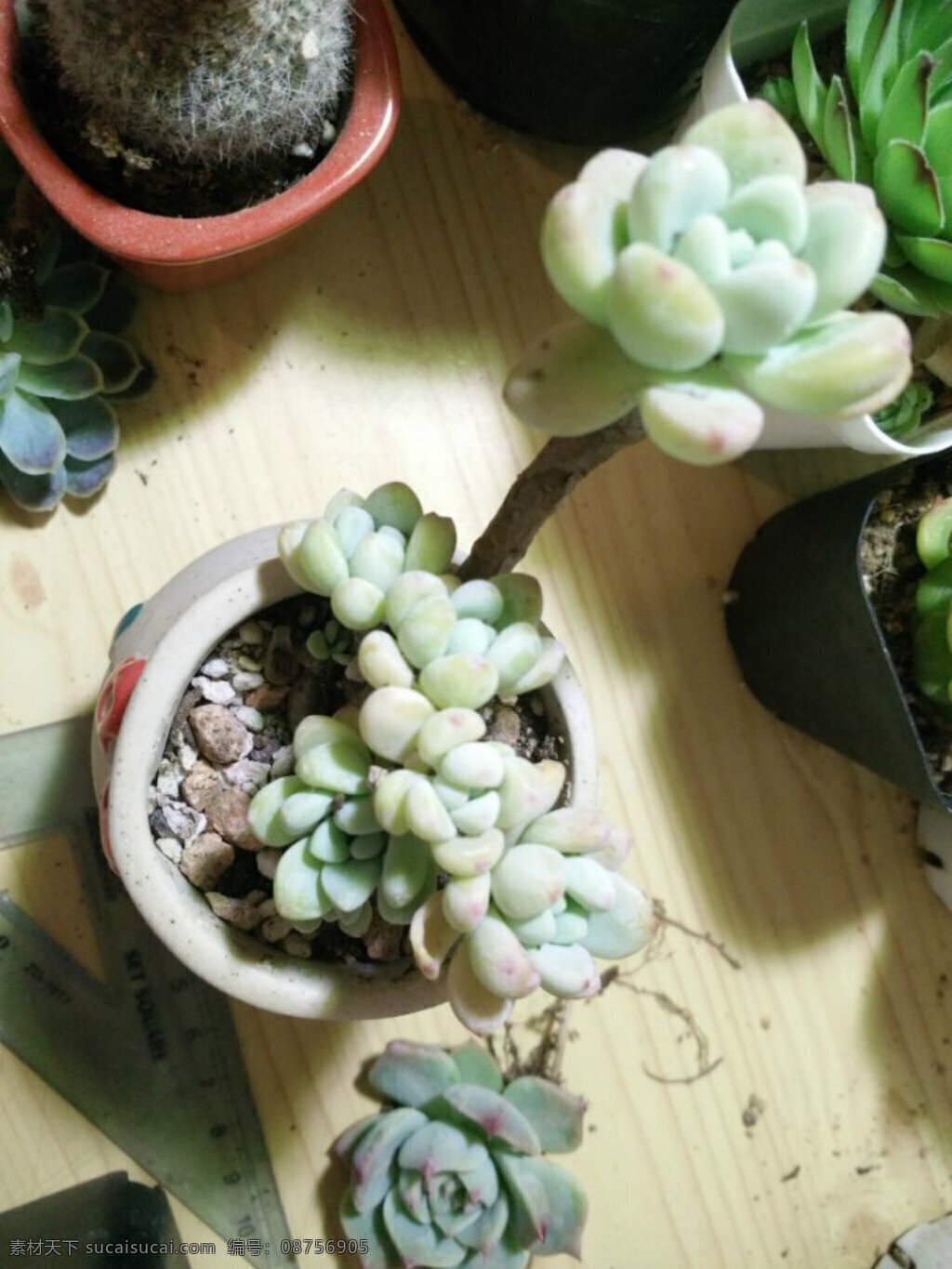 多肉植物 多肉 植物 拼盘 单株 美图 生物世界 花草 黑色
