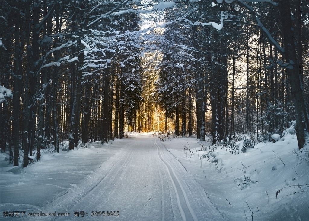雪景 道路 树林 冬天 雪 白色 背景 壁纸 自然景观 自然风景