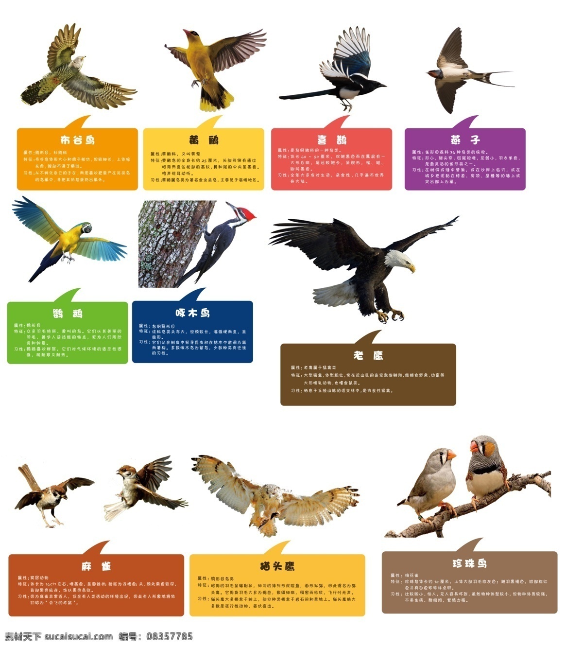 鸟的介绍 鸟 介绍 布谷鸟 黄鹂 喜鹊 燕子 鹦鹉 啄木鸟 树牌 老鹰