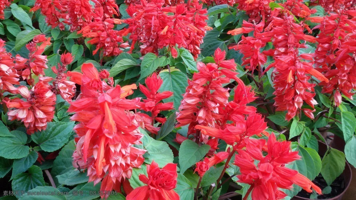 串红 红花 花卉 花丛 红色的花 花朵 花 草 树木 生物世界 花草