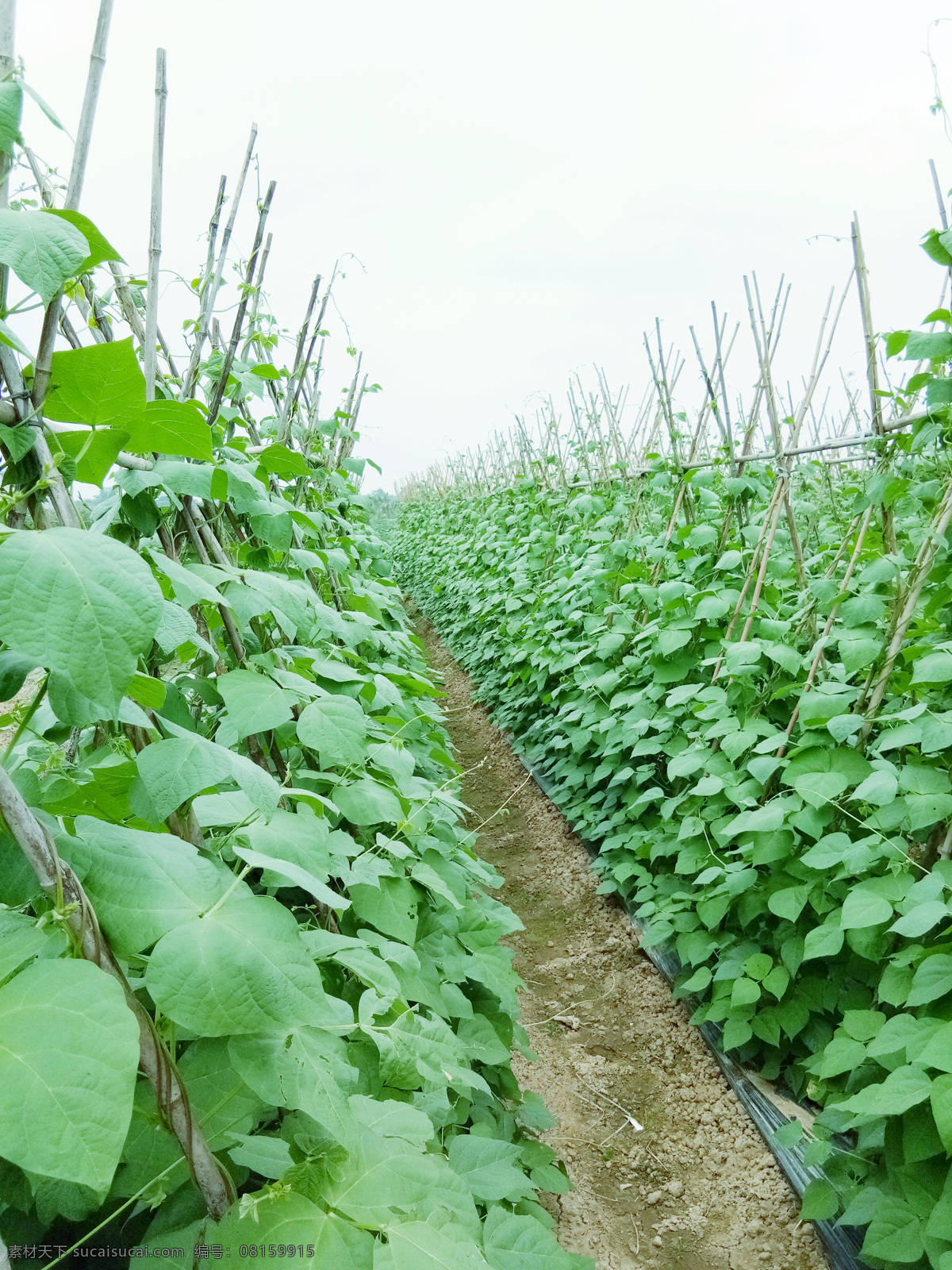 豆角地 豆角 豆角摄影图 豆角田园 豆角种植 生物世界 蔬菜