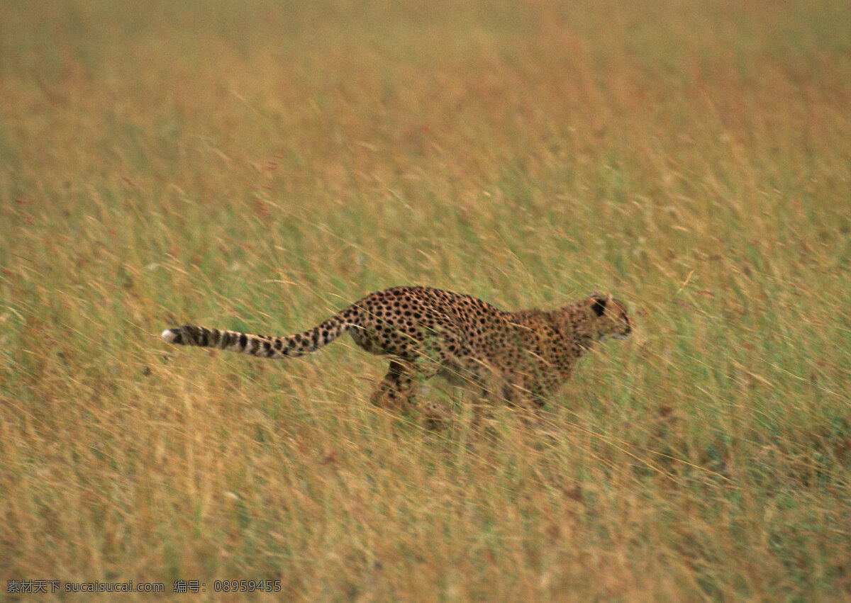 豹子 猎豹 花豹 野生动物 保护动物 狂野非洲 动物世界 生物世界