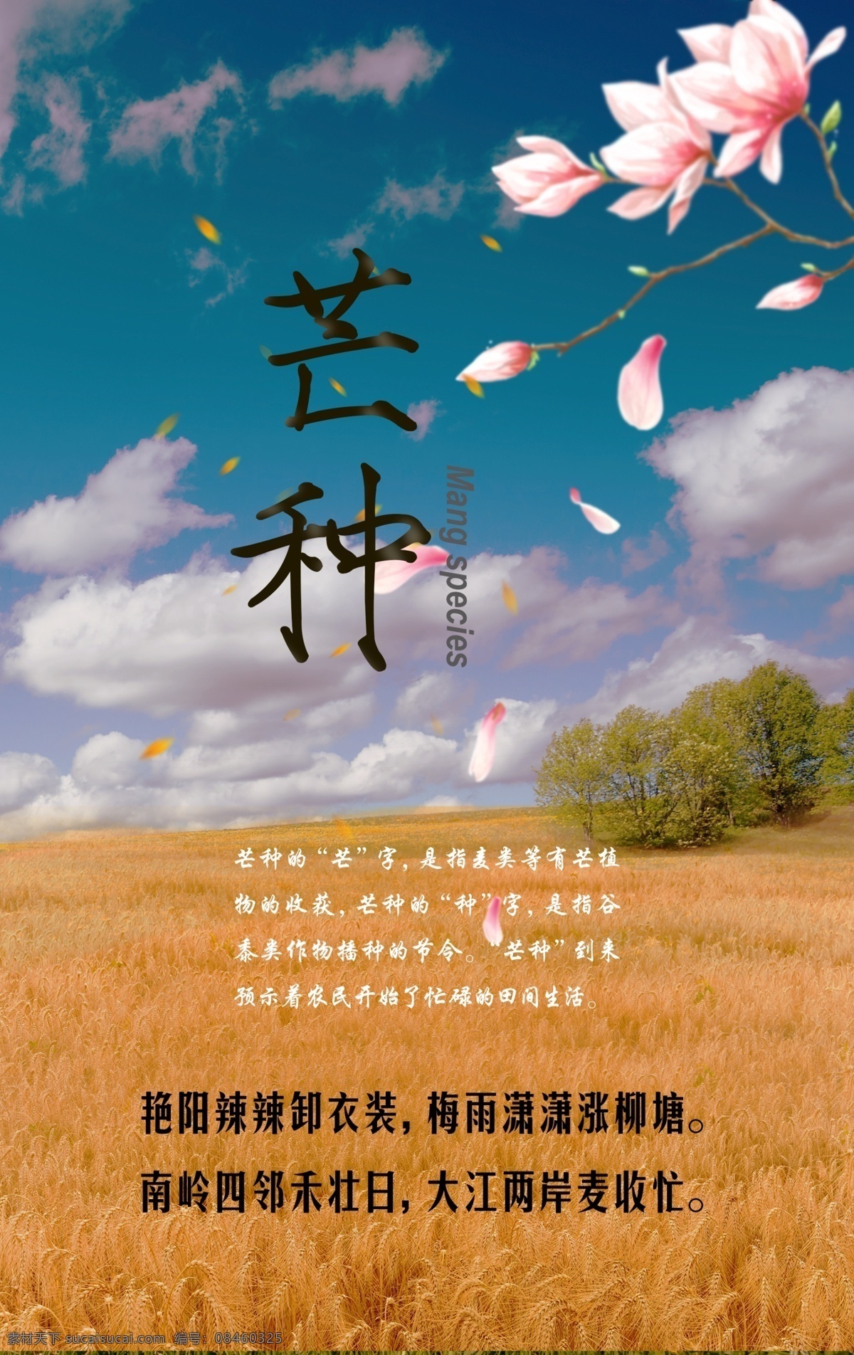 秋天 芒种 节日 海报 芒种海报 节日海报 麦田 天空 金黄 蓝天