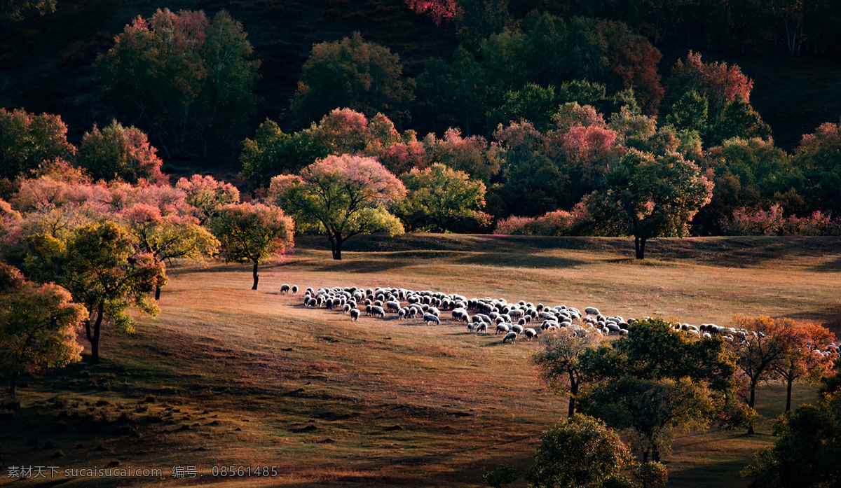 牧区风光 牧场 牧区 牛群 牛羊 树林 树木 自然风景 山水 田园 自然景观 田园风光