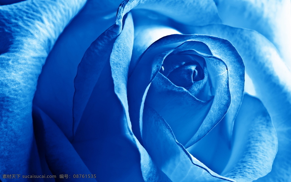 蓝玫瑰 蓝 玫瑰 花朵 蓝色 花瓣 花草 生物世界