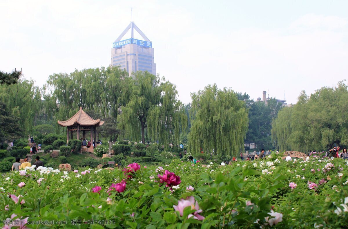 公园 实拍 景观树 凉亭 牡丹 公园实拍图片 风景 生活 旅游餐饮