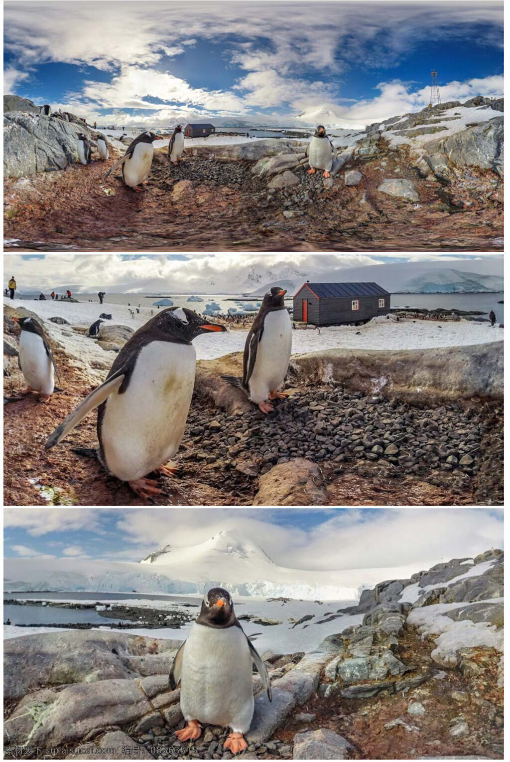 南极企鹅 可爱 动物 灰色