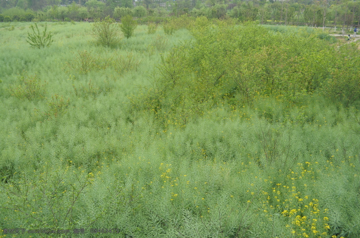 春意 春天 绿色 油菜 油菜花 自然风景 自然景观 psd源文件
