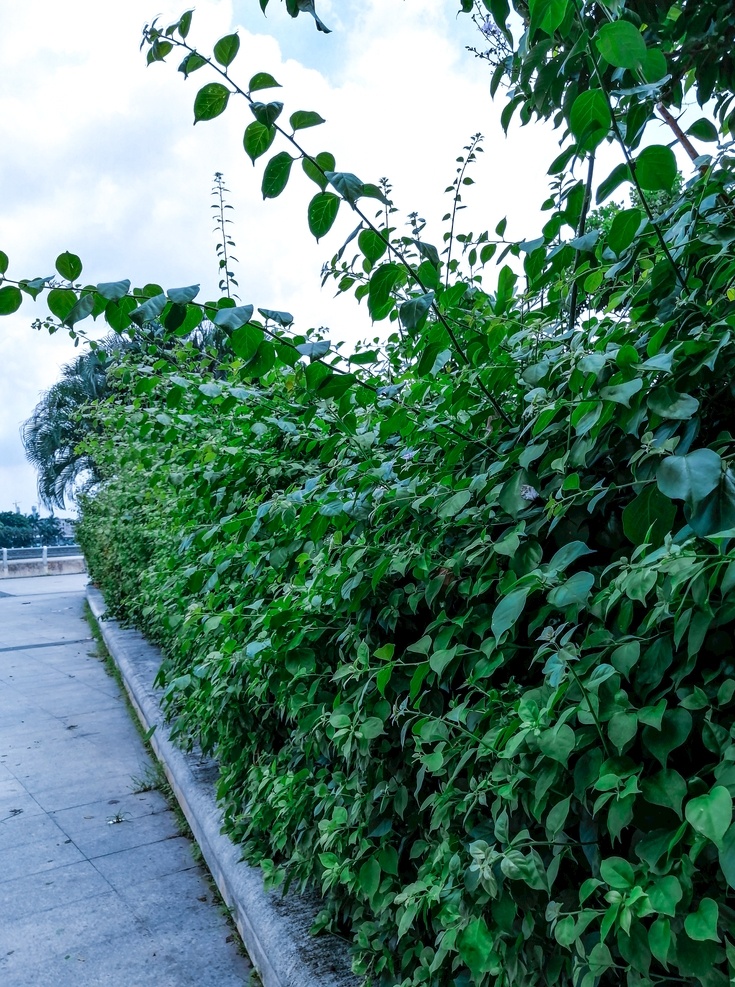 绿植 风景 绿叶 壁纸素材 围墙 藤蔓 自然景观 自然风景