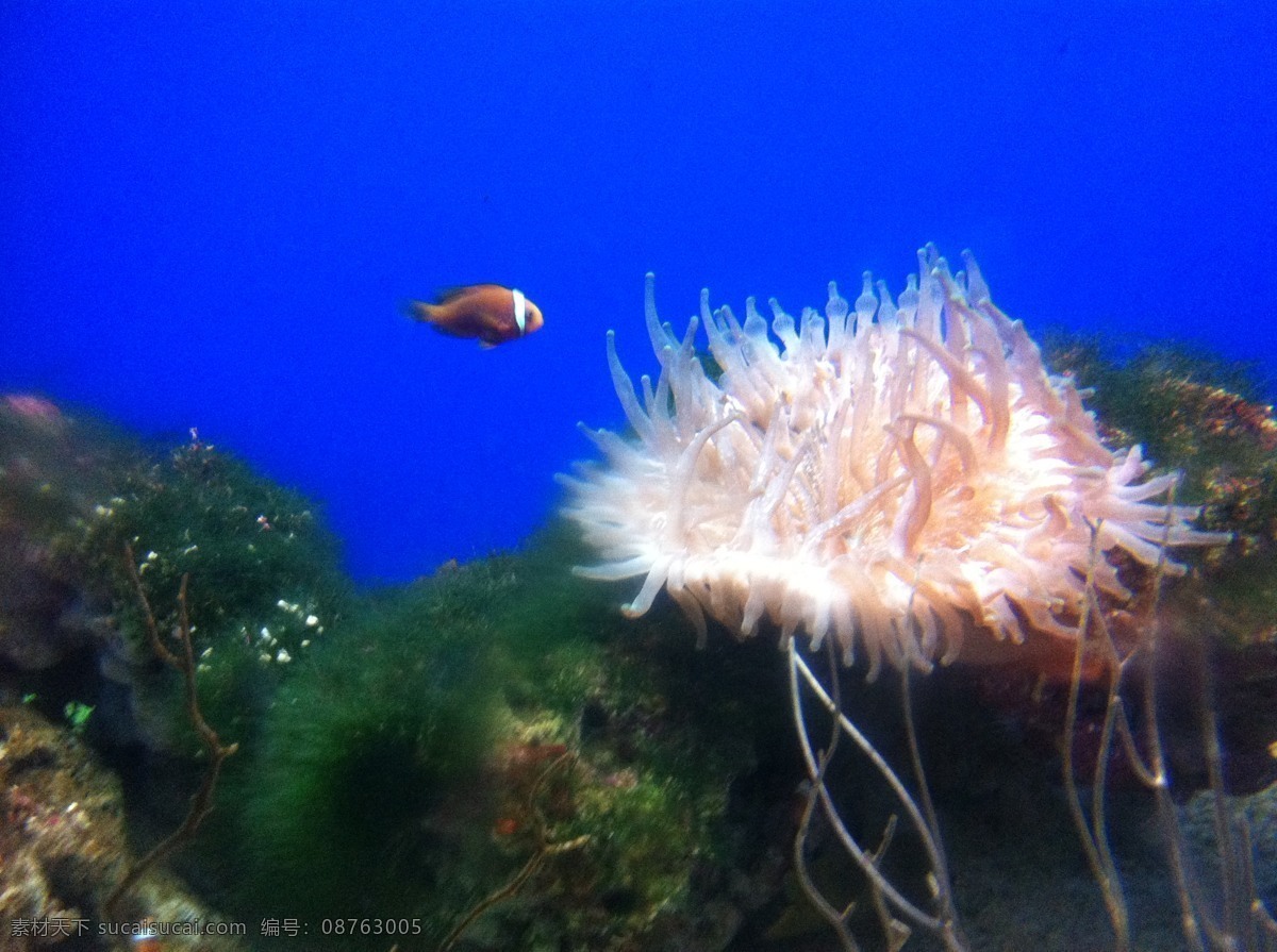 海洋 小鱼 海 蓝色 生物 生物世界 鱼类 洋小鱼 珊瑚礁