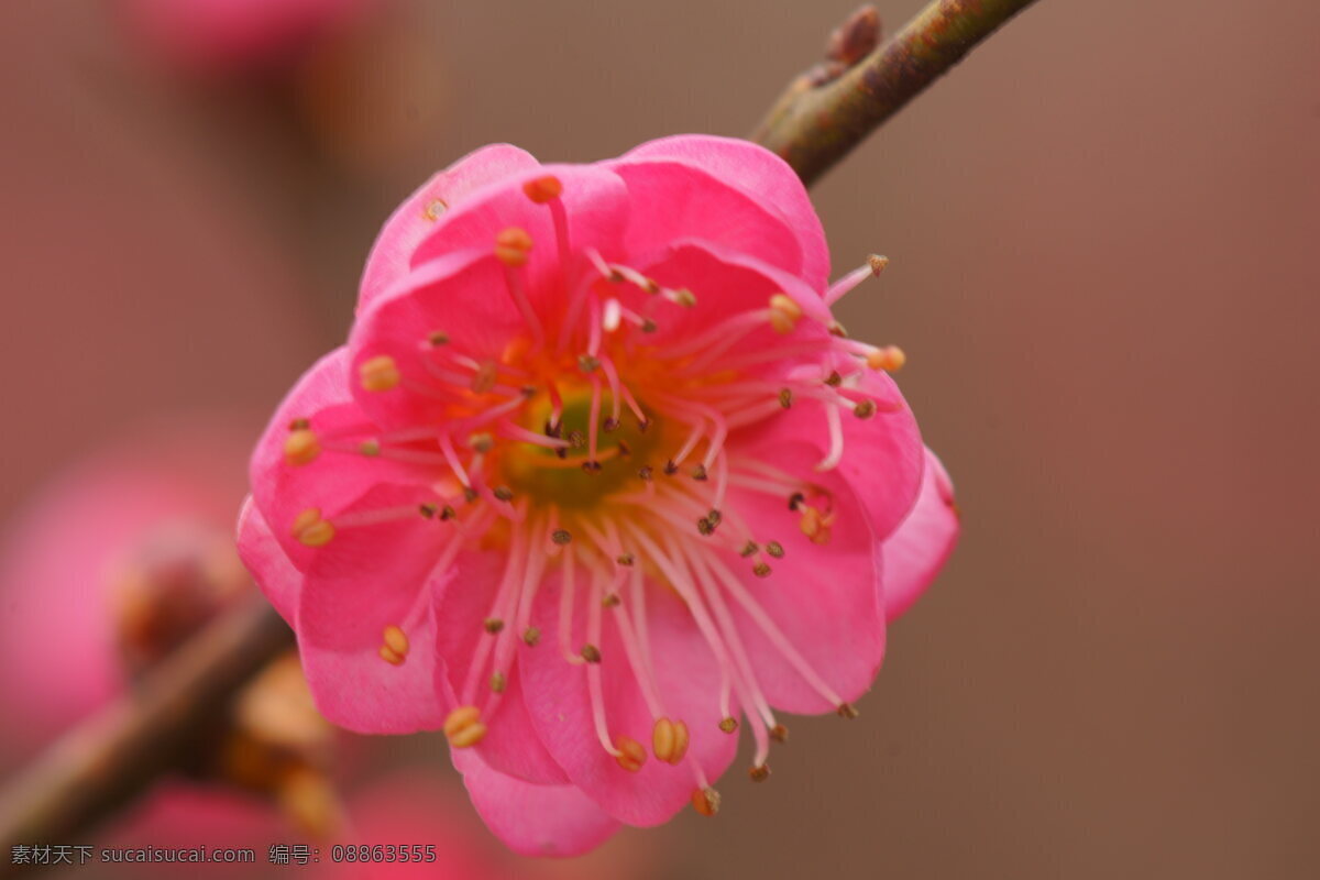 红色梅花 红梅 梅花 腊梅 红花 红色花朵