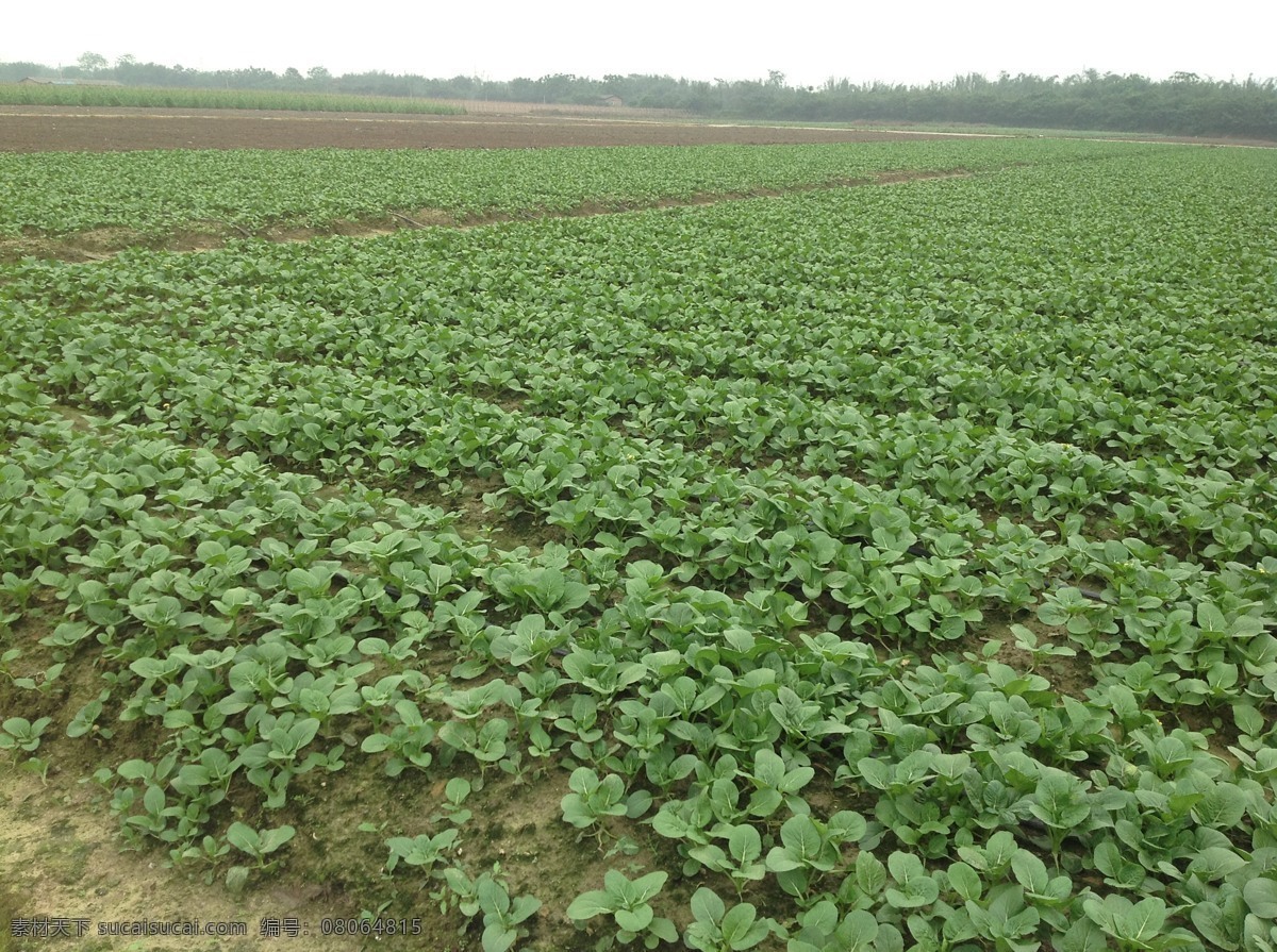 菜心 种植 基地 菜地 生物世界 蔬菜 菜心种植基地 蔬菜基地 风景 生活 旅游餐饮