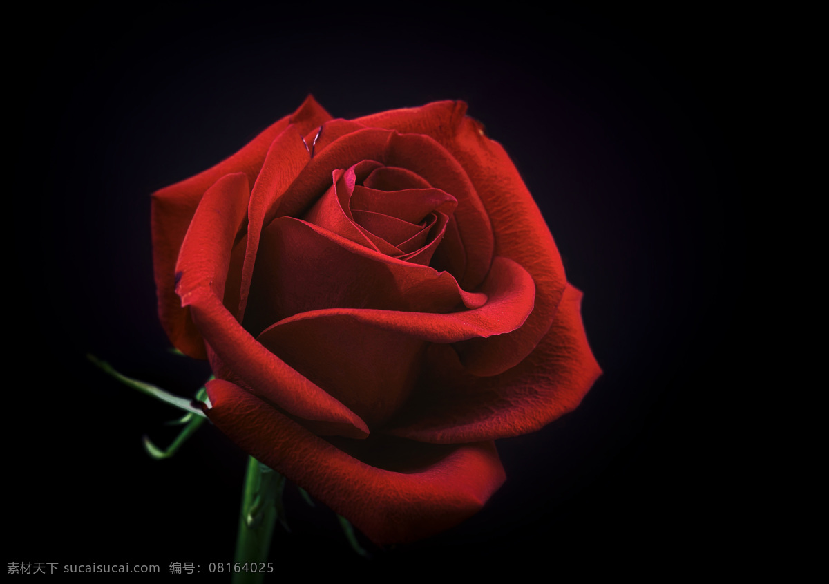 玫瑰花 花朵 壁纸 玫瑰 特写 红玫瑰 黑色