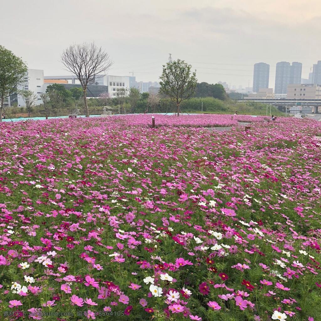 花海 花丛 粉红色 小花花 绿道