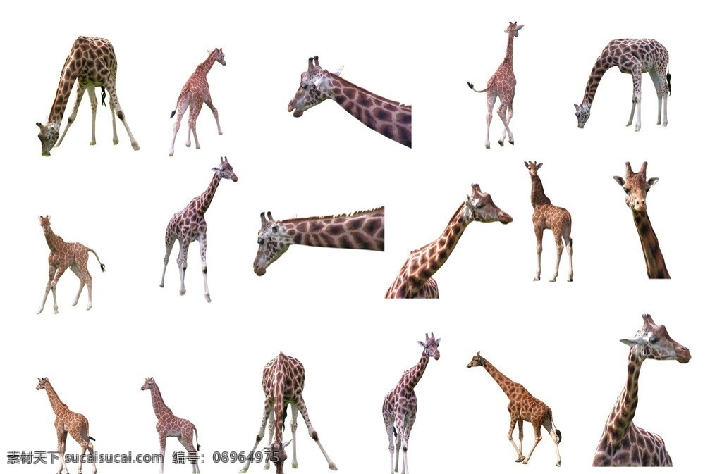 长颈鹿 分层 动物素材 野生动物 高清长颈鹿 鹿 野生长颈鹿 非洲长颈鹿 设计元素 psd素材 集 源文件