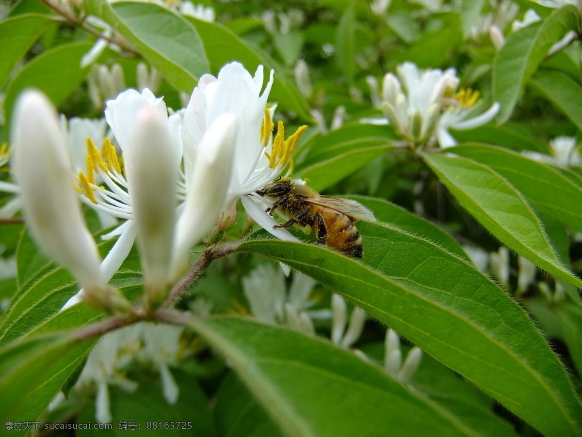 蜜蜂采花 小蜜蜂 春天来了 鲜花 白色鲜花 花草 生物世界