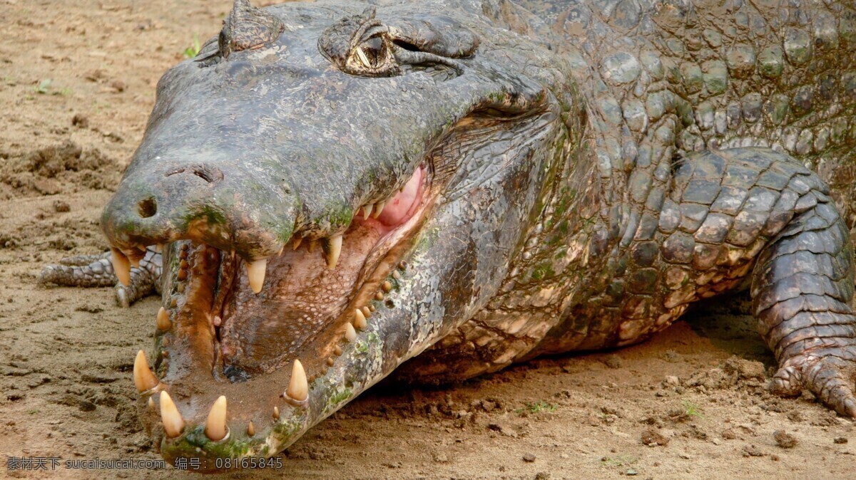 吃 人 鳄鱼 水中生物 动物 野生动物 动物世界 动物摄影 生物世界